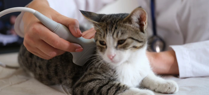 Katze beim Tierarzt als Motiv zum Thema Ultraschall und Ultraschallkosten