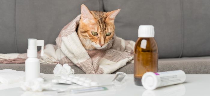 Ruhig liegende Katze – viele Katzenkrankheiten zeigen sich zuerst durch verändertes Verhalten