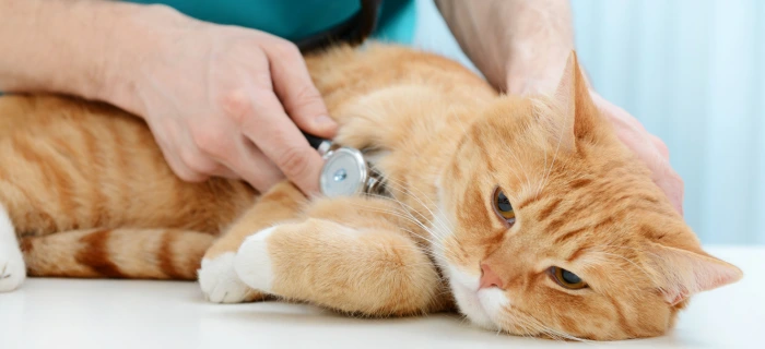 Katze als Motiv zum Thema Narkose und Narkosekosten bei der Katze