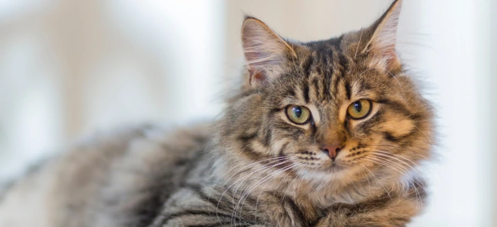 Ältere Katze als Motiv zur Katzenversicherung trotz Vorerkrankung