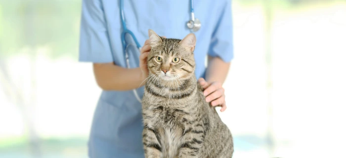 Junge Katze als Motiv zum Thema Tierarztkosten bei der Katze