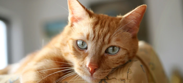 Katze als Motiv zum Thema Diabetes bei Katzen