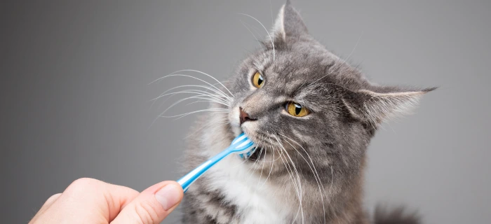 Katze als Motiv zum Thema Zahnstein entfernen bei der Katze