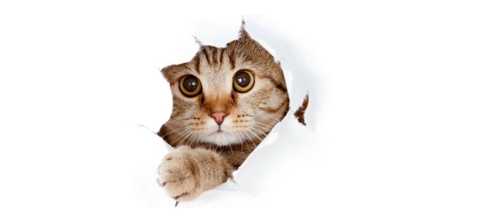 Zufriedene Katze als Symbolbild für die Frage, ob eine Katzenversicherung sinnvoll ist