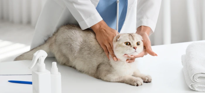 Aufmerksame Katze als Symbolbild für den tierärztlichen Notdienst bei der Katze