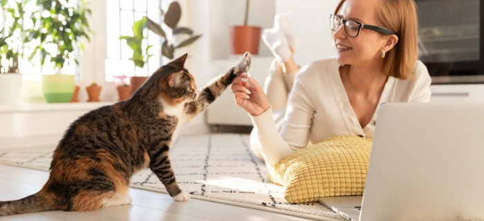 Zufriedene Katze – eine Katzen-OP-Versicherung sichert die Kosten teurer Operationen ab