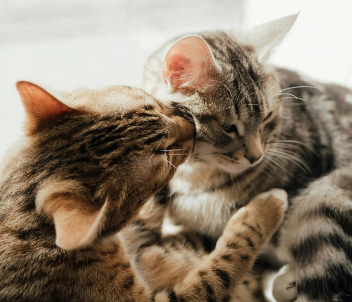 Junge Katze – Symbolbild für die Absicherung mehrerer Katzen mit einer Katzenkrankenversicherung