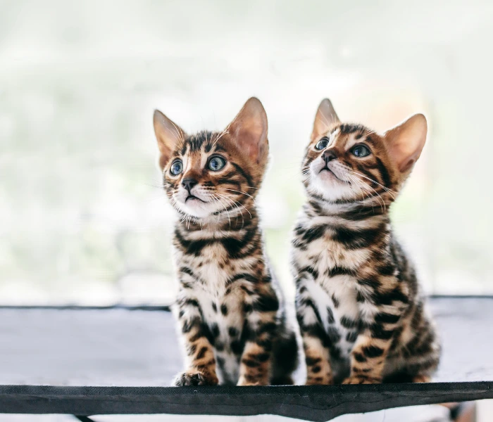 Zwei junge Kätzchen nebeneinander – Motiv zur Katzenkrankenversicherung für 2 Katzen