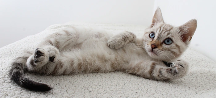 Junge Katze als Motiv zum Thema monatliche Kosten einer Katze