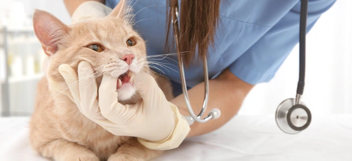 Katze als Motiv zum Thema Zähne ziehen und Zahnbehandlung bei der Katze