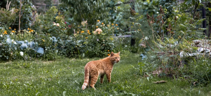 Katze als Symbolbild für die Katzenversicherung von Freigängern