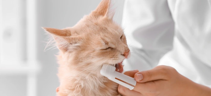 Zufriedene Katze als Motiv zum Thema Zahnbehandlung und deren Kosten bei der Katze