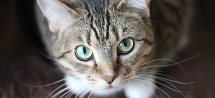 Katze als Motiv zur Katzenversicherung ohne Wartezeit