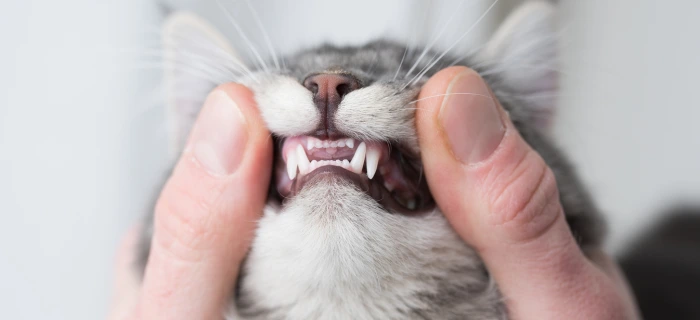 Entspannte Katze – nach erfolgreicher FORL-Behandlung können Katzen wieder schmerzfrei fressen