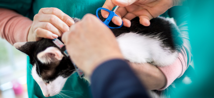 Matt wirkende Katze als Symbolbild für die Frage, wann man mit der Katze zum Tierarzt sollte