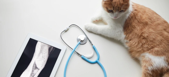 Katze als Motiv zum Thema Röntgen und Röntgenkosten bei der Katze