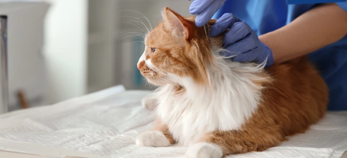 Katze im Freien als Motiv zum Thema Zecke bei der Katze entfernen