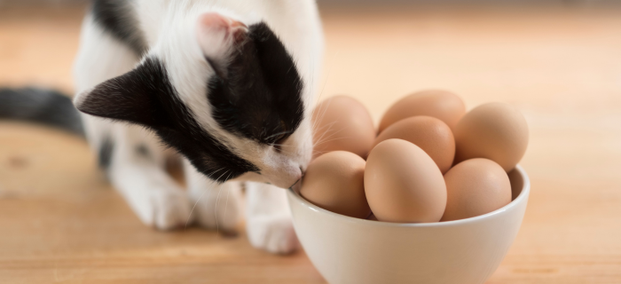 Zufriedene Katze als Symbolbild für die Kastration der Katze