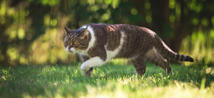 Katze als Motiv zum Thema Niereninsuffizienz bei Katzen
