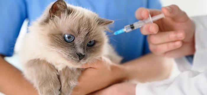 Katze beim Tierarzt als Motiv zum Thema Impfung und Impfkosten bei der Katze