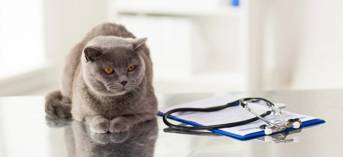 Katze beim Tierarzt als Motiv zum Thema Blutbild und Laborkosten
