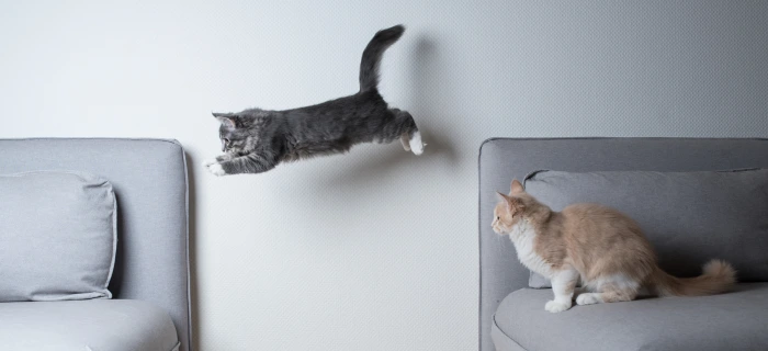 Junges Kätzchen als Symbolbild für den richtigen Zeitpunkt, eine Katze zu versichern