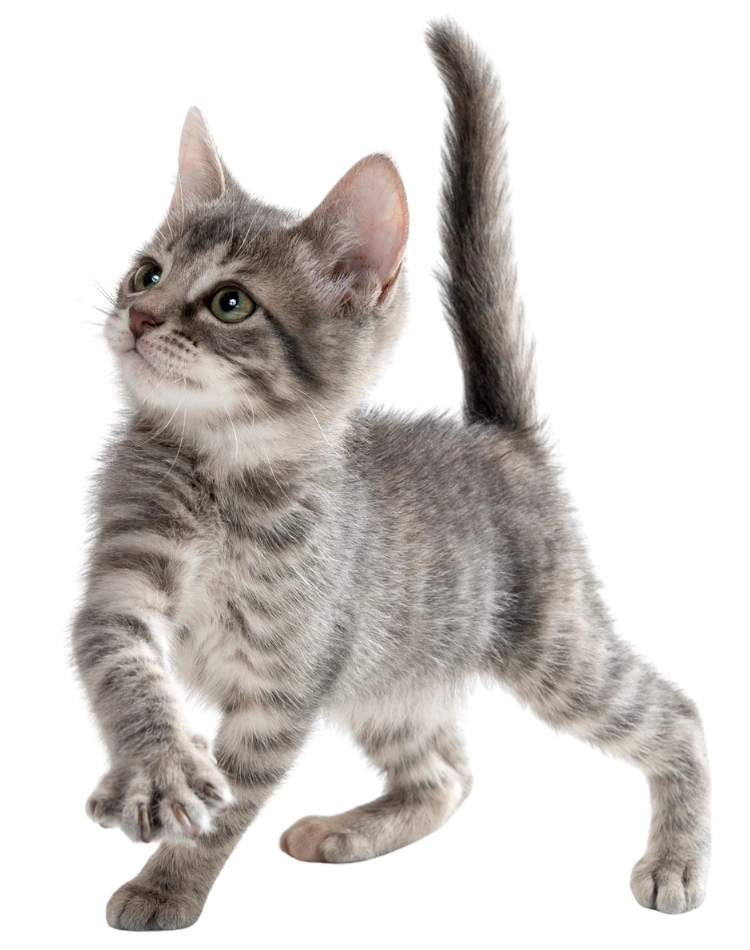 Junges Kätzchen als Motiv zur Katzenversicherung für junge Katzen