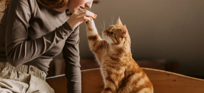 Katze als Motiv zum Thema Wurmkur und Entwurmung bei der Katze